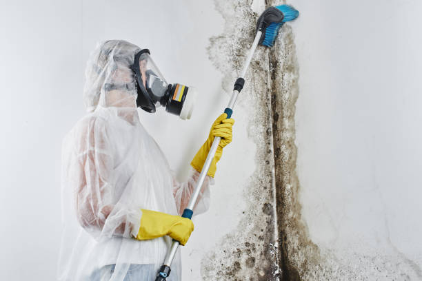 Home Mold Removal in Richville, OH