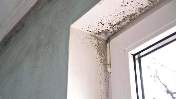 Best Fast Mold Removal  in Richville, OH