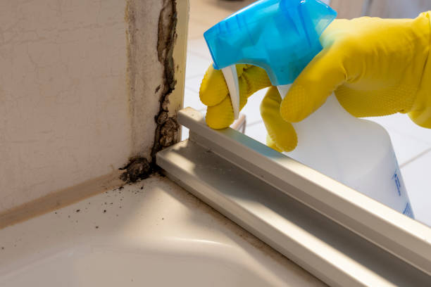 Best Commercial Mold Removal  in Richville, OH