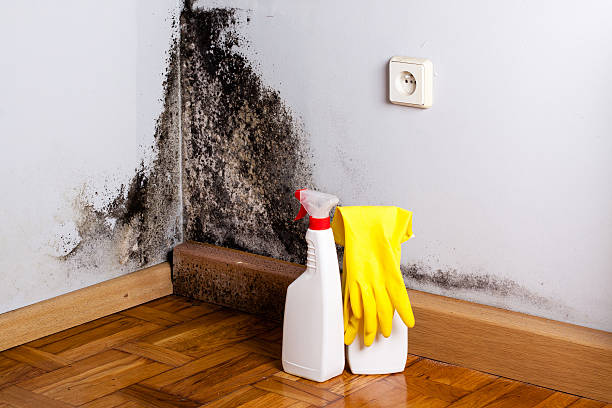 Best Home Mold Removal  in Richville, OH
