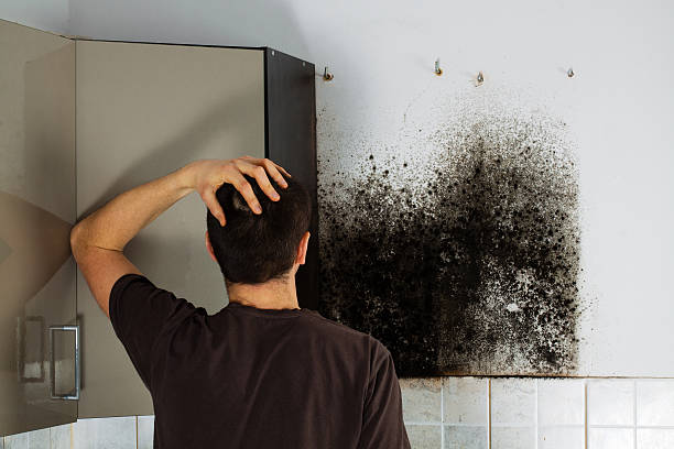 Best Certified Mold Removal  in Richville, OH