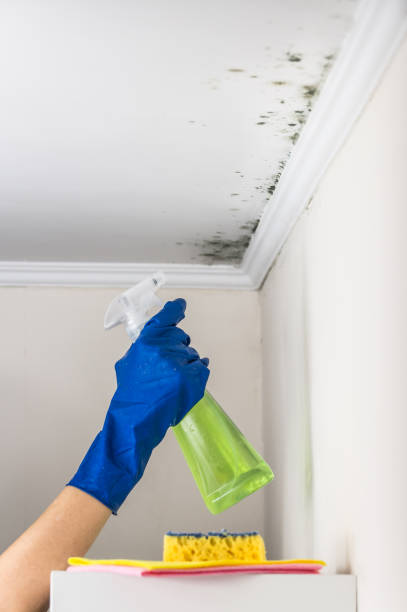 Best Crawl Space Mold Removal  in Richville, OH