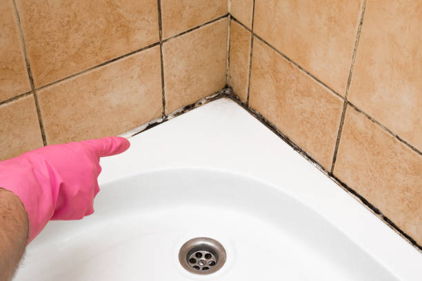 Certified Mold Removal in Richville, OH